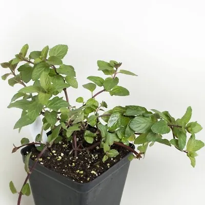 Chocolate Mint Plant Roots ( 4 Plants) Easy To Plants • $9.50