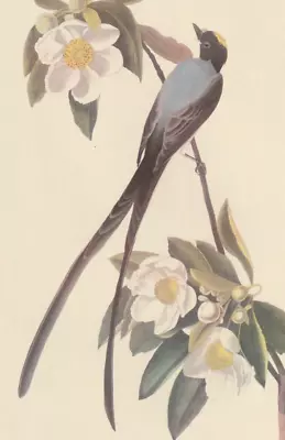 1942 Audubon Art Print 168 Fork-Tailed Flycatcher. Vintage Bird Illustration. • $9.49