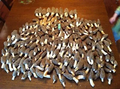 Morel Mushroom Spores In Sawdust Bag Garden Grow Kit Makes 5 Gal FREE SHIPPING • $8.49