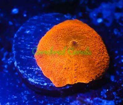 Cornbred's Rainbow Jawbreaker Mushroom - WYSIWYG - Frag - LIVE CORAL • $124.99