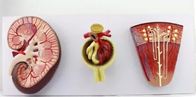 Brand New Medical Anatomical Model KidneyNephron And Glomerulus Organ Model A • $166.50