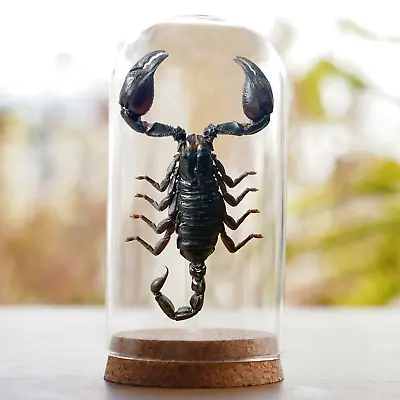 Vintage Scorpion In Glass Dome Gothic Decor Home Real Insect Collection Decor • $45