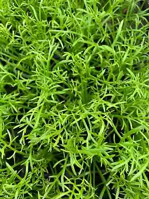 Organic Camomile (TEA Variety) X 12 Plug Plants READY NOW • £12.99