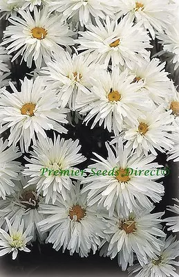 Crazy Daisy - Leucanthemum  250 Finest Seeds • £2.39