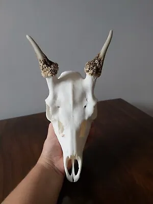 Fallow Buck Pricket Deer Skull Taxidermy Antlers Gothic  • £55.99