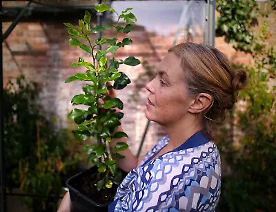 Makrut / Kaffir Lime Plant Grown In 60mm Coir Plug 10-15cm High • £7.95