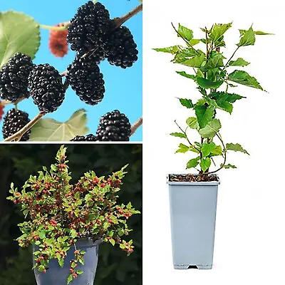 Mulberry Fruit Plant Morus Matsunaga Mojoberry Dwarf Berry Garden Tree In 2L Pot • £18.99