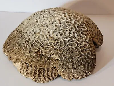 $69 • Buy Brain Coral Large Heavy Specimen 5+ Pounds