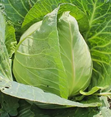 Early Jersey Wakefield Cabbage Seeds 500+ Heirloom Vegetable USA FREE SHIPPING • $2.50