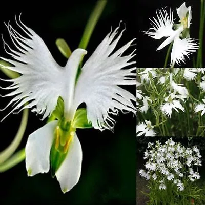 Rare 50pcs White Egret Orchid (Habenaria Radiata) Flower Seeds • $7.93