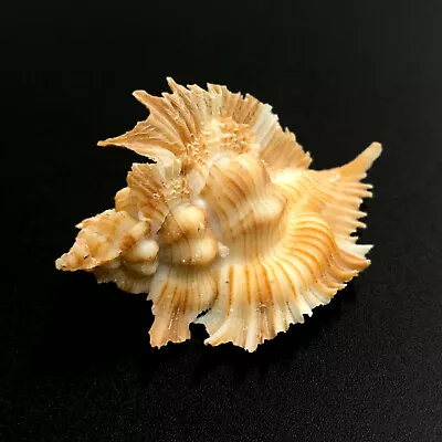 Miyoko Murex Sea Shell Chicoreus Miyokoae Extremely Rare Murex Sea Shell • $124.99