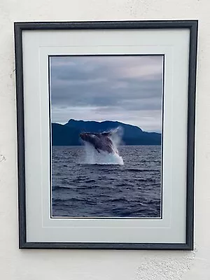 Thomas Mangelsen  Breaking The Water  Humpback Whale Photo Alaska America USA • $550