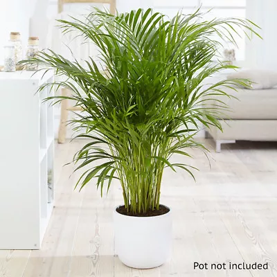 Areca Palm (Butterfly Palm) 14cm Pot  50-60cm Tall - Easy Care Indoor Houseplant • £19.80