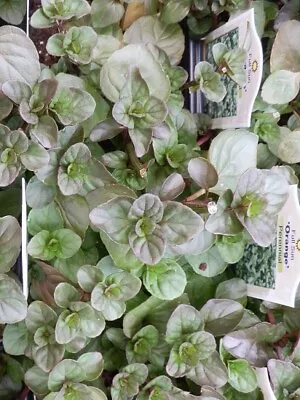 Zesty Orange Scented Mint Herb Starter Plant • $5.49