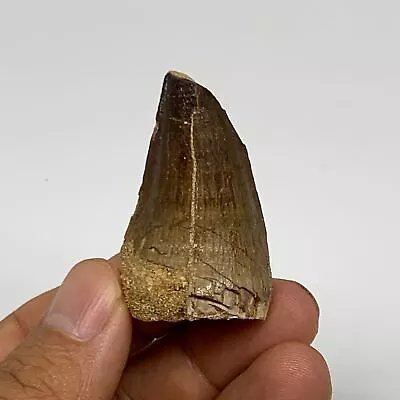 22.6g1.8 X1.1 X0.9  Fossil Mosasaur Tooth Reptiles Cretaceous @Morocco B23816 • $9