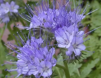 LAVENDER-BLUE Green Manure (Phacelia Tanacetifolia) 1000+ Seeds BUY 2 GET 1 FREE • £0.99