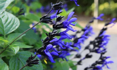 Salvia Guaranitica Black And Blue| 3 Plug Plants • £8.99