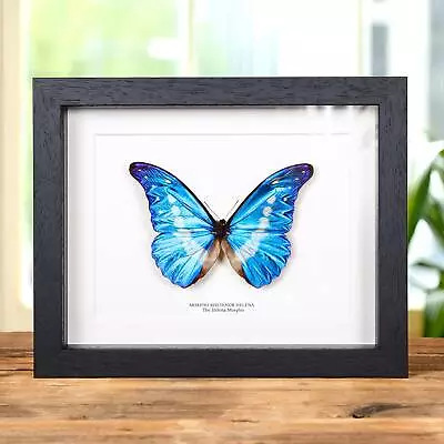 Helena Morpho Taxidermy Butterfly Frame (Morpho Rhetenor Helena) • $123.08