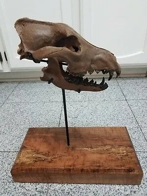 PREHISTORIC Adult MEGAFAUNAL PLEISTOCENE WOLF!! DIRE Rare!! Dinosaur Fossil  • $5999.99