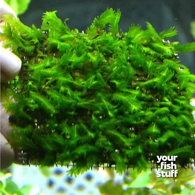 Fissidens Nobilis Moss Live Aquarium Plant  3  X 3  Mat *Buy 1 Get 1 50% OFF • $16.98