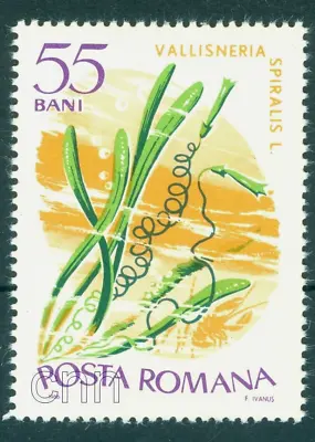 1966Straight Vallisneria/tape Grass/Vallisneria SpiralisWater PlantRomania/MNH • £1.89