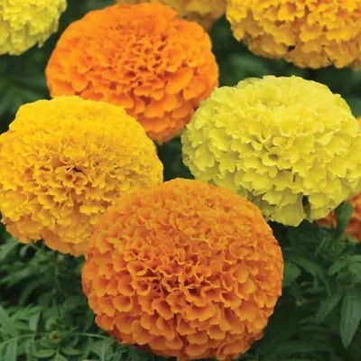 Marigold Mini Plug Plants Mixed Double Pack Of 12 PRESALE Sent From 01-May • £9.46