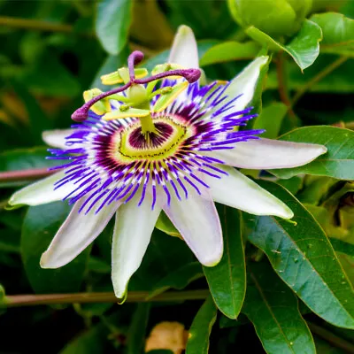£11.99 • Buy Passiflora Caerulea, Blue Passion Flower In 9cm Pot, Outstanding Colours