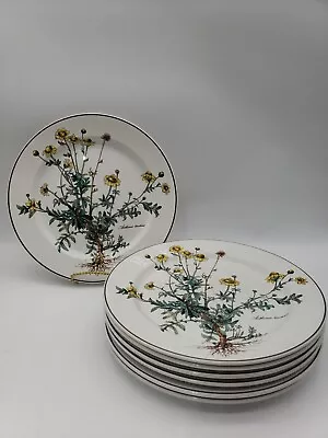 Set Of 7 Villeroy & Boch BOTANICA Dinner Plates Anthemis Tinctoria With Roots • $139.99