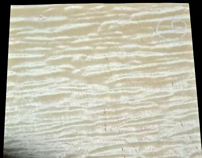 Curly Maple Raw Wood Veneer Sheet  8.5 X 20 Inches 1/42nd  Blemished  M4665-51-4 • $12.99