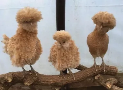 £12 • Buy Pure Polish Chamois Fertile Egg.Frizzle Gene.Show Bird. Hatching Eggs. Incubator