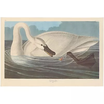 $500 • Buy Audubon Amsterdam Ed Dbl Elephant Folio Lithograph Pl 406 Trumpeter Swan
