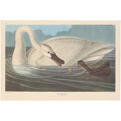 Audubon Amsterdam Ed Dbl Elephant Folio Lithograph Pl 406 Trumpeter Swan • $500