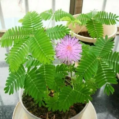 Mimosa Pudica 50 Seeds  Sensitive Plant - Touch Me Not - Shy Sleepy Purple Flowe • £2.20