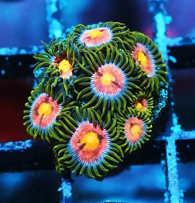 Laser Lemon Zoa Zoanthids Paly Zoa SPS LPS Corals WYSIWYG • $4.99