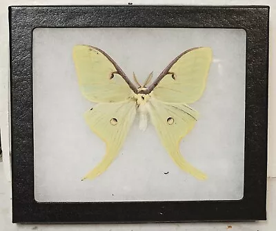 Real Framed Luna Moth (M) • $49