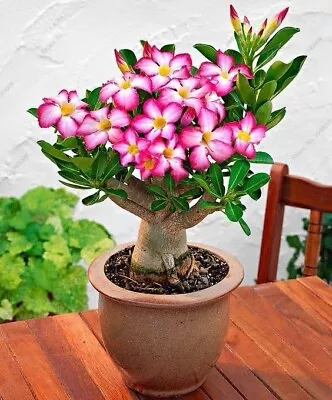 Mixed Color Desert Rose Seeds | 5 Seeds | Adenium Obesum | Seeds To Grow USA • $2.99