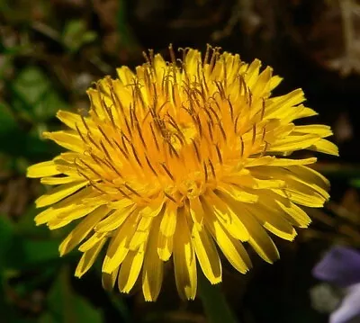 Dandelion Seeds Medicinal Edible Flowers Giant Dandelion Dandelion Flowers USA • $2.75