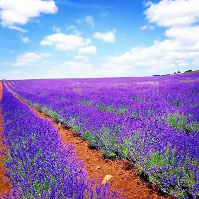 1200+ Lavender Vera Seeds Spring Mosquito Insect Repellent Perennial Non-gmo Usa • $2.99