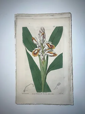 £17.70 • Buy 19th Century Edwards Botanical Register Hand Colored Engraving Flowers #141