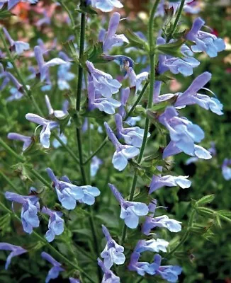 6 Plugs NOT MINI Salvia African Sky Bees And Butterflies Perennial Sage • £10.99