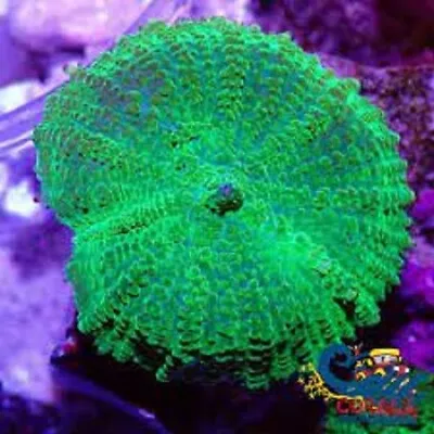Live Green Mushroom Soft Coral Frag • $19.99