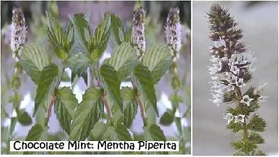 Chocolate Mint Herb Plant   25   Seeds USA Seller USA Seller Home Grown • $2.99