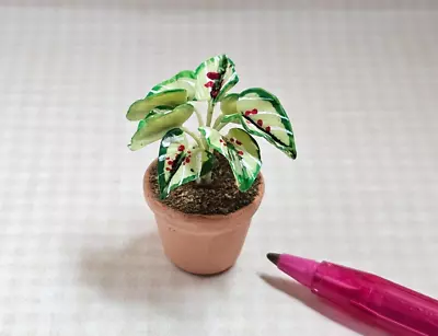 Miniature Coleus Plant In Clay Pot 1 1/4  Tall: DOLLHOUSE 1:12 • $6.29