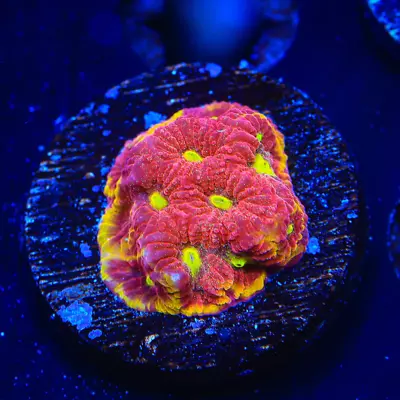 TSA Inferno Favia Coral • $87.99