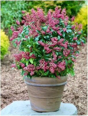 £8.49 • Buy [1x9cm Pot] Pieris Japonica 'Passion' Japanese Lily Of The Nile Shrub