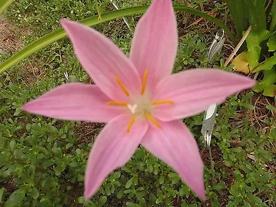 Rain Lily Zephyranthes Macrosiphon John Fellers 1 Bulb NEW RARE Habranthus • $18