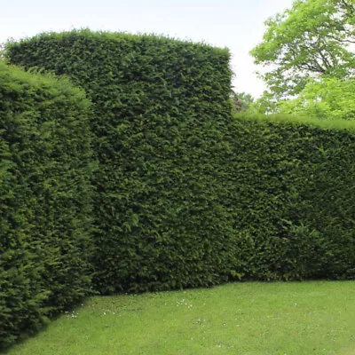 English Yew Hedging Plants 20-40cm Taxus Baccata Dense Evergreen Hedge Potted • £19.99