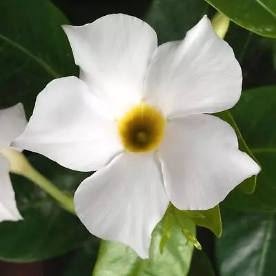Mandevilla (Dipladenia) ‘Madinia White’ Live Plant Well-Rooted Starter Plant • $8.95