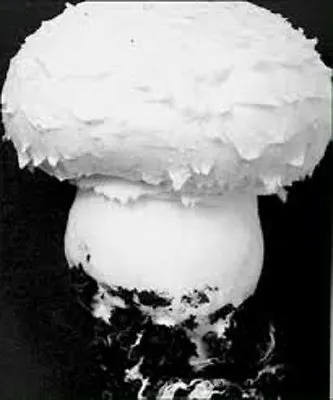 WHITE BUTTON MUSHROOM Agaricus Bisporus Seeds Spores + Printed Instruction . • $9.90