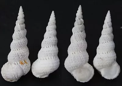 Seashells Epitonium Varicosa WENTLETRAPS 41 & 46 Mm F+++/GEM Marine Specimen     • $6.95